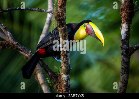 Chestnut-mandibled Toucan o Swainsons Toucan (Ramphastos ambiguus swainsonii), Boca Tapada, provincia di Alajuela, Costa Rica, America Centrale Foto Stock