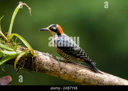 Nero-cheeked picchio rosso maggiore (Melanerpes pucherani), Boca Tapada, provincia di Alajuela, Costa Rica, America Centrale Foto Stock