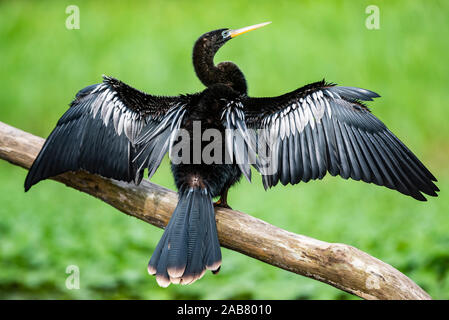 Anhinga (Anhinga Anhinga) uccello, il Parco Nazionale di Tortuguero, Limon Provincia, Costa Rica, America Centrale Foto Stock