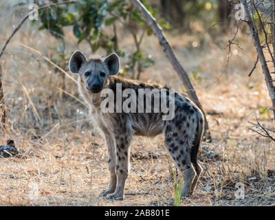 Un adulto spotted hyena (Crocuta crocuta), Sud Luangwa National Park, Zambia, Africa Foto Stock