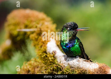 Fiery-throated Hummingbird (Panterpe insignis), San Gerardo de Dota, San Jose Provincia, Costa Rica, America Centrale Foto Stock