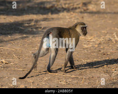 Un maschio adulto vervet monkey (Chlorocebus pygerythrus), Sud Luangwa National Park, Zambia, Africa Foto Stock