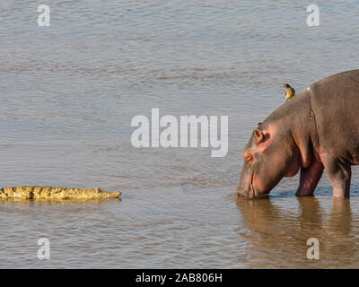 Ippopotamo (Hippopotamus amphibius), con il coccodrillo del Nilo in Sud Luangwa National Park, Zambia, Africa Foto Stock