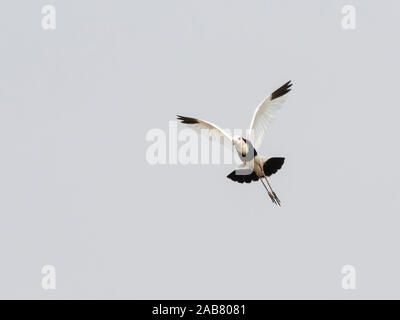 Un adulto di lungo-toed pavoncella (Vanellus crassirostris), in volo nel Mosi-oa-Tunya National Park, Zambia, Africa Foto Stock