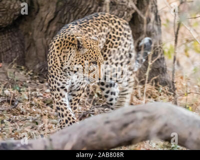Una femmina adulta leopard (Panthera pardus), Sud Luangwa National Park, Zambia, Africa Foto Stock