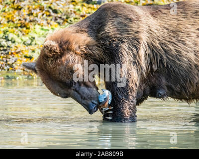 Una madre l'orso bruno (Ursus arctos), si nutrono di vongole in porto geografica, Katmai National Park, Alaska, America del Nord Foto Stock