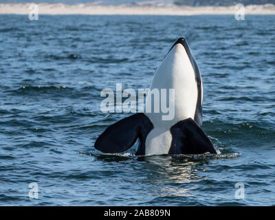 Tipo transitorio balena killer (Orcinus orca), spy-hopping a Monterey Bay National Marine Sanctuary, California, America del Nord Foto Stock