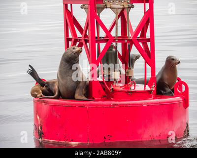 California i leoni di mare (Zalophus californianus) sulla boa di Monterey Bay National Marine Sanctuary, California, America del Nord Foto Stock