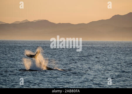 Adulto Humpback Whale (Megaptera novaeangliae), coda-lobbing a Los Cabos, Baja California Sur, Messico, America del Nord Foto Stock