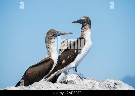 Tre adulti blu-footed boobies (Sula nebouxii), su Isla San Marcos, Baja California Sur, Messico, America del Nord Foto Stock