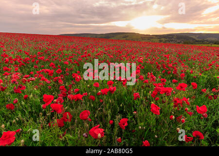 Papaveri rossi, campo retroilluminato a sunrise, fiori selvatici, Parco Nazionale di Peak District, Baslow, Derbyshire, England, Regno Unito, Europa Foto Stock