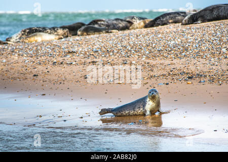 Le foche grigie e comuni (porto) guarnizioni (Phoca vitulina) sulla spiaggia al punto Blakeney, Norfolk, Inghilterra, Regno Unito, Europa Foto Stock