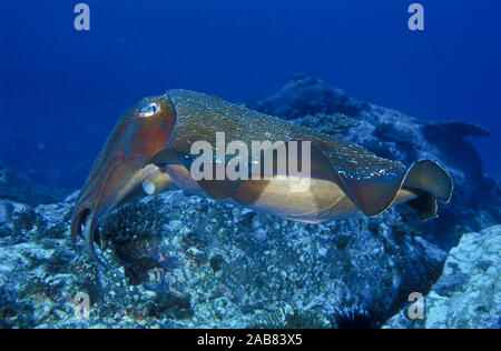 Il gigante australiano Seppie (Sepia apama), nord del New South Wales, Australia Foto Stock