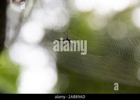 In crociera su nastri di fronte a uno sfondo verde nella 'Luang Namtha' Nationalpark in Laos, sud-est asiatico. Foto Stock