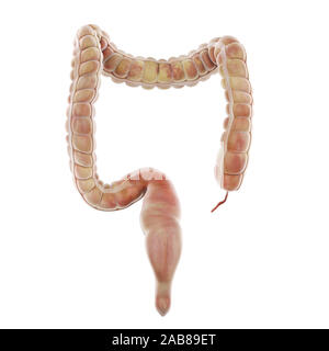 3D Rendering accurato dal punto di vista medico illustrazione dell'intestino crasso Foto Stock