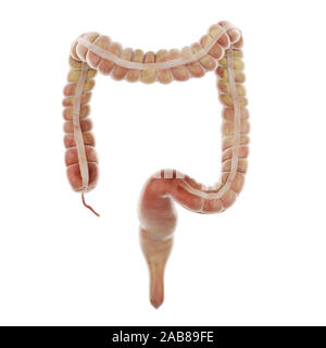 3D Rendering accurato dal punto di vista medico illustrazione dell'intestino crasso Foto Stock