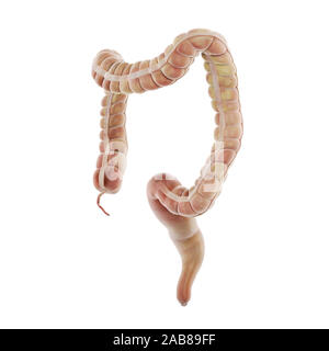 3D Rendering accurato dal punto di vista medico illustrazione dell'intestino crasso Foto Stock