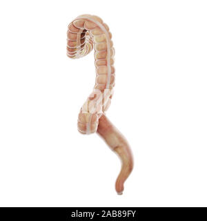 3D Rendering accurato dal punto di vista medico illustrazione dell'intestino crasso Foto Stock