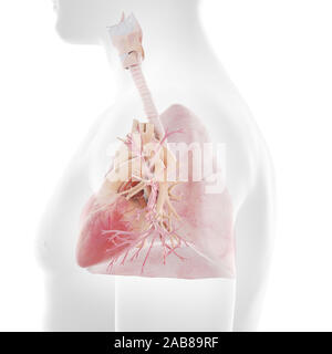 3D Rendering accurato dal punto di vista medico illustrazione del cuore umano e nei polmoni Foto Stock
