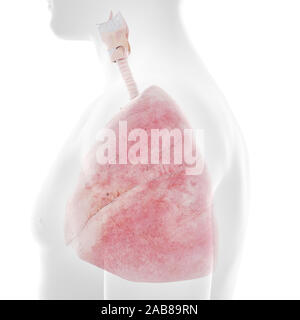 3D Rendering accurato dal punto di vista medico illustrazione del Foto Stock