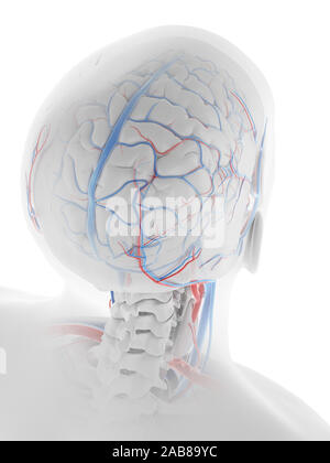 3D Rendering accurato dal punto di vista medico illustrazione del sistema vascolare della testa umana e cervello Foto Stock