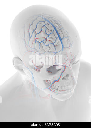 3D Rendering accurato dal punto di vista medico illustrazione del sistema vascolare della testa umana e cervello Foto Stock