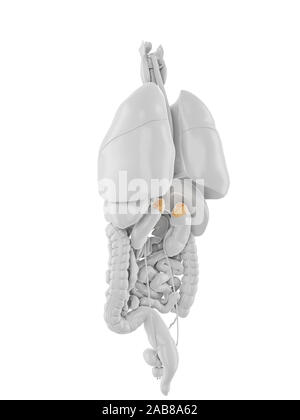 3D Rendering accurato dal punto di vista medico illustrazione delle ghiandole surrenali Foto Stock