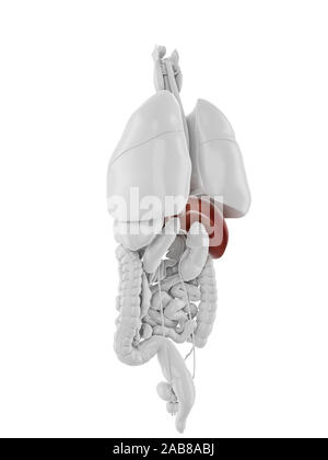 3D Rendering accurato dal punto di vista medico illustrazione del Foto Stock