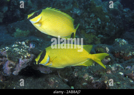 Bluelined rabbitfish (Siganus puellus), ha aletta velenosi aculei, sebbene non tossica come le spine di scorpionfishes. Bali, Indonesia Foto Stock