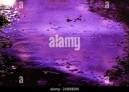 Berlino, Germania. 22 Novembre, 2019. 22.11.2019, Berlin: una pozzanghera con gocce di pioggia nel Tierpark Berlin Credito: Georg Wenzel/dpa-Zentralbild/ZB/dpa/Alamy Live News Foto Stock