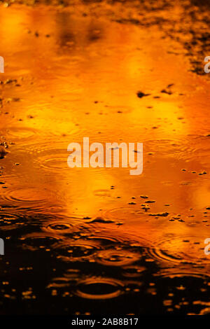 Berlino, Germania. 22 Novembre, 2019. 22.11.2019, Berlin: una pozzanghera con gocce di pioggia nel Tierpark Berlin Credito: Georg Wenzel/dpa-Zentralbild/ZB/dpa/Alamy Live News Foto Stock