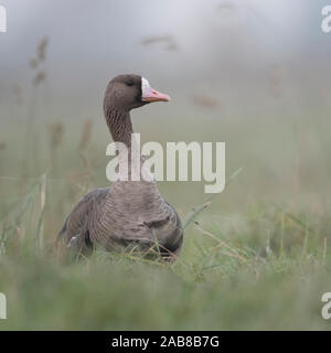 Maggiore bianco-fronteggiata Goose / Blaessgans ( Anser albifrons ), adulto, riposo, seduta in erba alta di un prato, guardando attentamente. Foto Stock