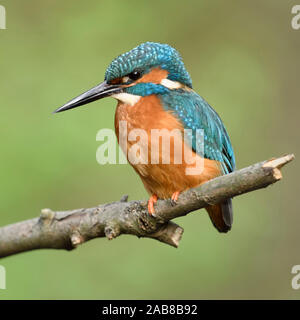 Kingfisher / Eisvogel ( Alcedo atthis ) maschio adulto in primavera sulla sua lookout, appollaiato su un ramo, close-up, vista laterale dettagliata, la fauna selvatica, l'Europa. Foto Stock