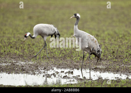 Gru comune / Graukraniche ( grus grus ) adulto, matura in appoggio su terreni bagnati, alla ricerca di cibo durante la migrazione di caduta, la fauna selvatica, l'Europa. Foto Stock