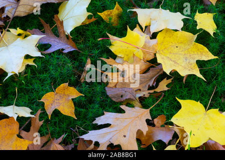 Golden Cappadoce Maple / Golden Maple (Acer cappadocicum aureum), caduto foglie di autunno su mposs Foto Stock