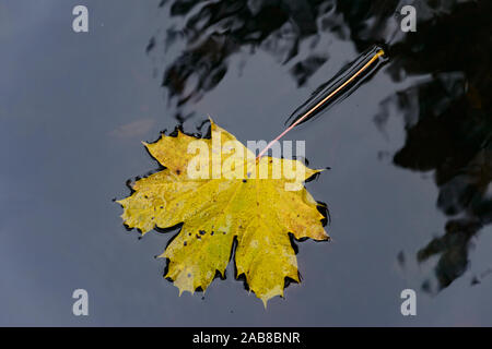 Golden Cappadoce Maple / Golden Maple (Acer cappadocicum aureum), galleggiante caduto foglie di autunno Foto Stock
