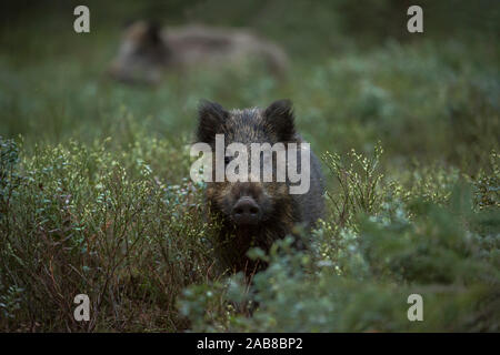 Il Cinghiale / Wild Hog / di suini selvatici / Wildschwein ( Sus scrofa ) nel sottobosco, fauna selvatica, l'Europa. Foto Stock