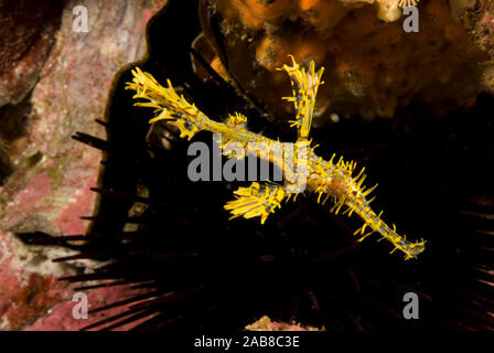 Ornate o Arlecchino pipefish fantasma (Solenostomus paradoxus), in contrasto con il nero dei ricci di mare. Nord isola solitaria, Nuovo Galles del Sud, Australia Foto Stock