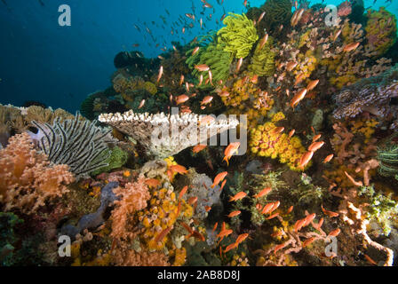 La vibrante scena sulla barriera corallina con Fata basslets (Pseudanthias cf cheirospilos), il predominante basslets arancione di femmine, il viola sono maschi. Ci sono al Foto Stock