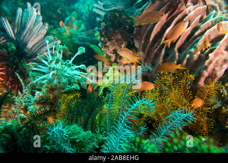 Reef Tropicale scena con vario-crinoidi colorati e Fairy basslets (Pseudanthias cf cheirospilos), anche un barile di spugna e soft coral (Xenia sp.). Foto Stock