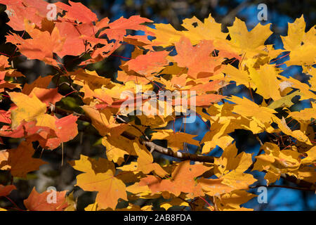 Bella cornice piena di rosso, giallo e arancione di fogliame di autunno a Crowder Park in Apex, North Carolina. Foto Stock