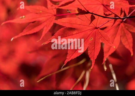 Bellissimo rosso brillante fogliame di autunno di un giapponese di acero a Crowder Park in Apex, North Carolina. Foto Stock
