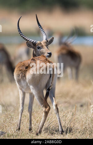 Bella rossa lechwe maschio con altri montoni in background in Moremi NP (Bodumatau), Botswana Foto Stock