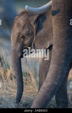 Baby Elephant(Loxodonta africana) con la madre in Moremi NP (terzo ponte), Botswana Foto Stock