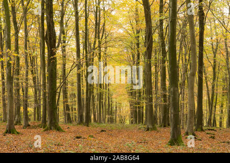 Autunno in boschi di faggi, sulla sommità della collina di Goodwood, Sussex, Regno Unito, Fagus sylvatica. Foto Stock