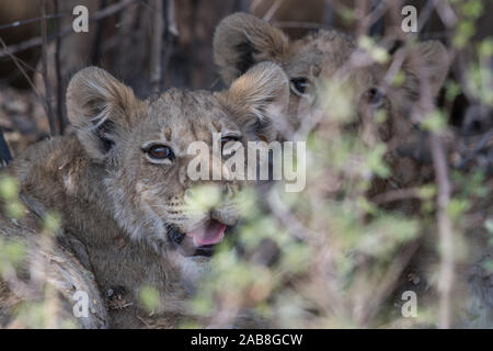 Due lion (panthera leo) cubs in appoggio in mezza ombra in Savuti, Chobe NP, Botswana Foto Stock