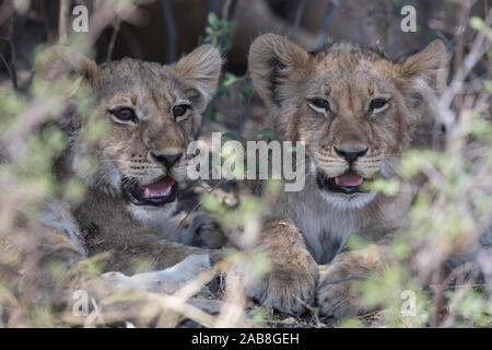 Due lion (panthera leo) cubs in appoggio in mezza ombra in Savuti, Chobe NP, Botswana Foto Stock