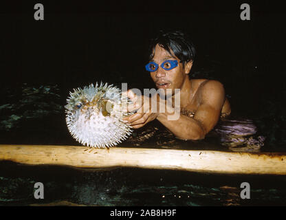 Indonesia. Sulawesi. Subacqueo con Porcupine Pufferfish. Foto Stock