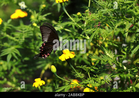 Farfalla dipinta su un fiore. Farfalla in giardino. Foto Stock