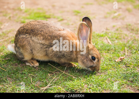 Grigio funny bunny rabbit mangiare erba in giardino Foto Stock